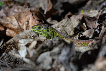 green lizard on a tree