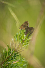 butterflies in the garden