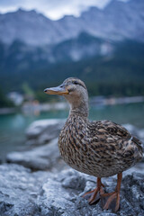 duck on the lake