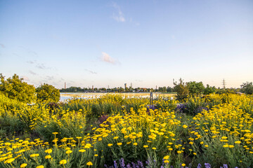Obraz premium Recreational area of Liepaja lake Yellow and purple flowers over blue sky