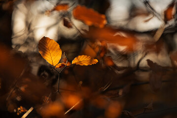 Jesienne tło, kolorowe jesienne liście, tapeta. 