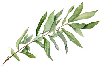 Fototapeta premium PNG Laurel plant herbs leaf.