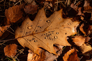 Jesienne liście w  kroplach wody, tapeta. © Elżbieta Kaps