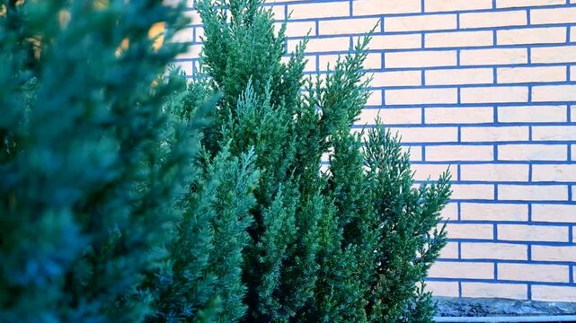 Green juniper branches sway quietly in the wind against the backdrop of a brick house
