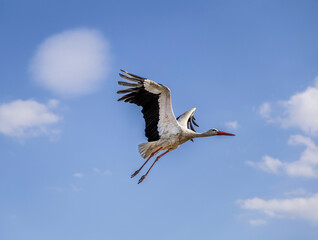 Beautiful white stork in flight with a cloudy sky background