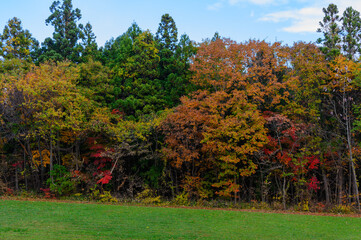 清川陣屋の紅葉した木々