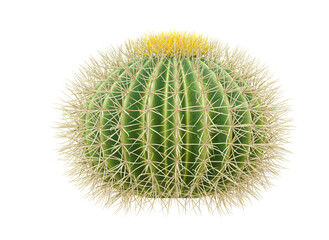 cactus isolated on transparent