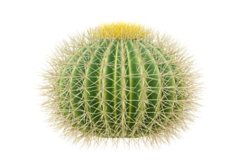 cactus isolated on transparent