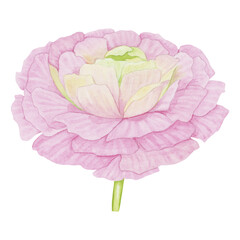 Watercolor pink flower, hand-drawn, isolated on a white background. For scrapbooking, wedding design, invitation, other decor ideas.