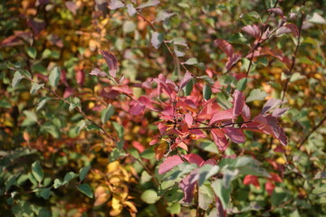 Purple, red and green autumnal foliage of Spiraea vanhouttei in mid October