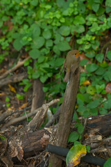 a bird on the tree