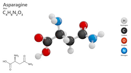 Molecule: Asparagine or Asn. Non-essential amino acid. Molecular structure. Formula: C4H8N2O3. Chemical model: Ball and stick. White background. 3D illustration.