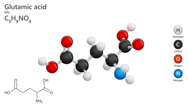 Molecule: Glutamic Acid or Glu. Non-essential amino acid. Molecular structure. Formula: C5H9NO4. Chemical model: Ball and stick. White background. 3D illustration.