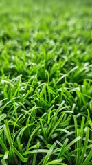 Obraz premium Close-up of artificial grass, resembling real turf with diverse green tones and textures. Illuminated by sunlight, evoking spring rejuvenation.