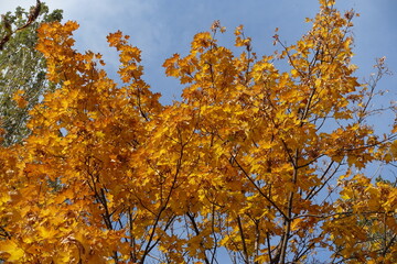 Brown and orange autumnal foliage of Norway maple against blue sky in mid October