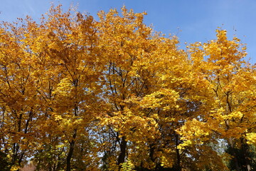 Canopies of Norway maple trees with autumnal foliage in mid October