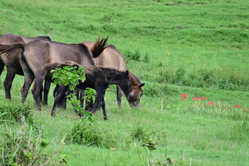 Fototapeta premium 宮崎県 都井岬の野生の馬 御崎馬