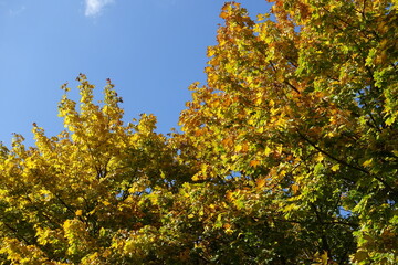 Fototapeta premium Colorful autumnal foliage of Norway maple against blue sky in October