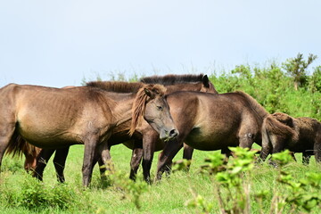 Fototapeta premium 宮崎県 都井岬の野生の馬 御崎馬