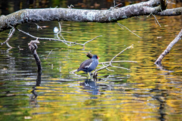 Teichhuhn auf einem Ast im Wasser