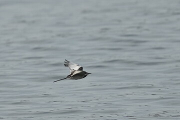 wagtail is in a seashore