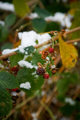 Wild raspberries in the snow in forest, Dortmund, North Rhine-Westphalia, Germany