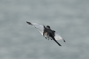 wagtail is in a seashore