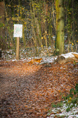 Orange fox running in autumn colored forest with a bit of snow, North Rhine-Westphalia, Germany