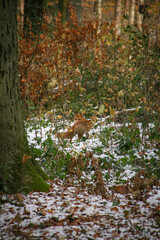 Red fox looking at you in autumn forest with snow,  Dortmund, North Rhine-Westphalia, Germany