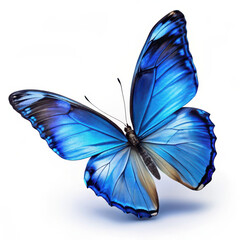 PNG A flying blue butterfly photography insect invertebrate.