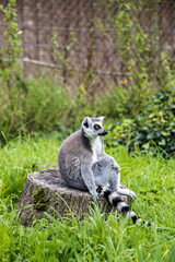 A playful lemur strides confidently across a vibrant green lawn, its striking striped tail held high at Bristol Zoo Project