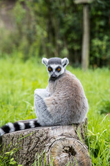 A playful lemur strides confidently across a vibrant green lawn, its striking striped tail held high at Bristol Zoo Project