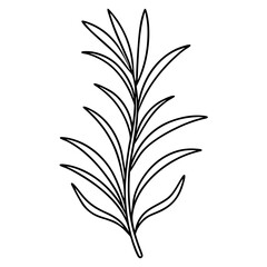 Line art of a Rosemary icon. Vector illustration 
