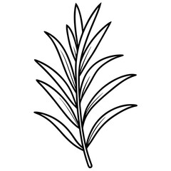 Line art of a Rosemary icon. Vector illustration 
