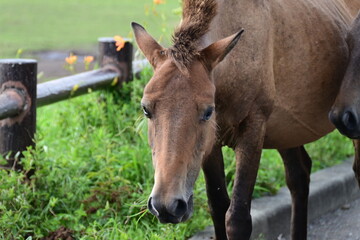 宮崎県　都井岬の野生の馬　御崎馬