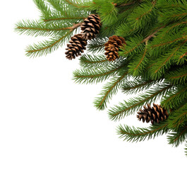 PNG Fir backgrounds spruce branch.