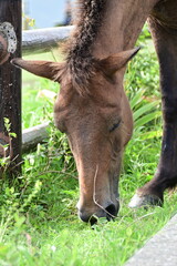 宮崎県　都井岬の野生の馬　御崎馬