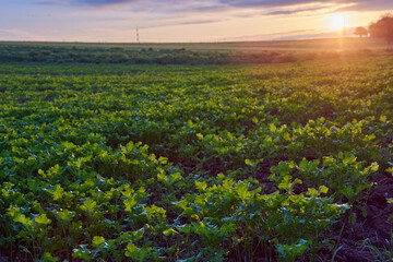 Dramatic Sunset Over Golden Field: Cinematic Landscape with Sun Rays and Vibrant Sky. Breathtaking Rural Scene Blending Summer Greenery and Autumn Hues in Atmospheric Evening Light.
