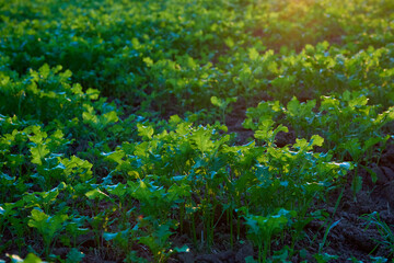 Fototapeta premium Dramatic Sunset Over Golden Wheat Field: Cinematic Close-Up of Swaying Crops Bathed in Warm Light. Breathtaking Rural Landscape Blending Summer Greenery and Autumn Hues with Sun Rays 