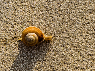 Top view of small brown snail moving in the middle of the street with spiral shaped shell