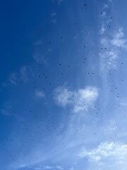 flying birds in the blue sky