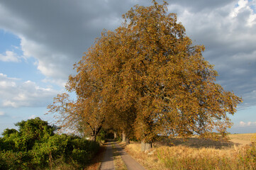 Idyllic view of Feldberger Seenlandschaft in Germany