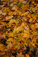 An autumn day when the leaves have already fallen to the ground.