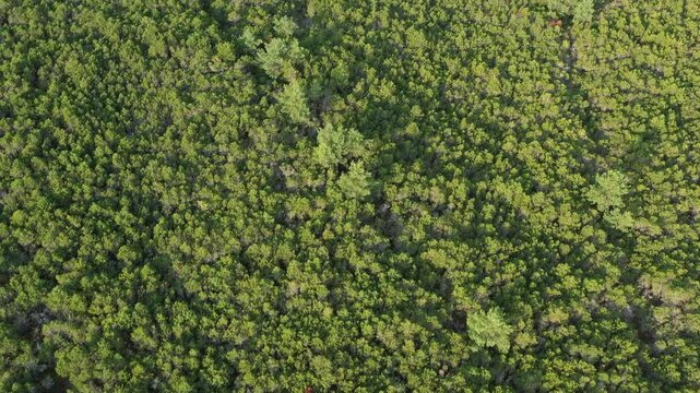 Pine forests of the Curonian Spit National Park, Lithuania, aerial view