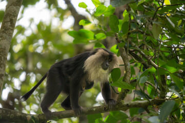 Endangered Bond: Lion-Tailed Macaque Mother and Baby Walk Gracefully Along Tree Branch