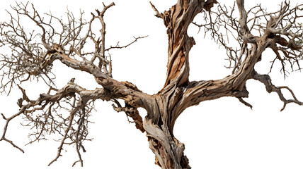 Dry tree branch isolated on white