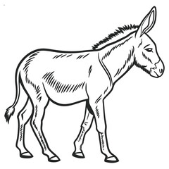 A vector illestration of Donkey 