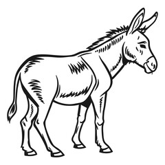 A vector illestration of Donkey 