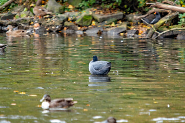 Blässhuhn von hinten im Wasser