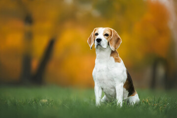 cute beagle dog sitting on grass outdoors in autumn